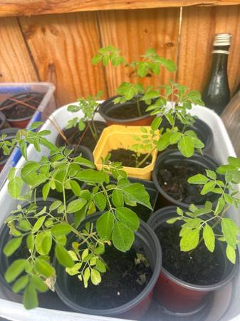 Morigna tree seedlings 1