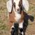 Mini Nubian goat buckling 4 thumbnail