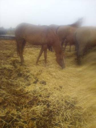 Filly 1