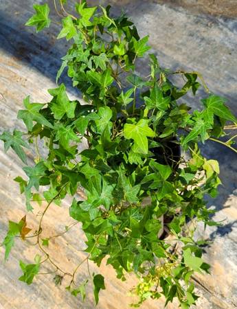 English Ivy plants 1