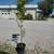Japanese Maples. $79.97. 5 thumbnail
