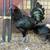 Gamefowl 1 thumbnail