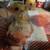 QUAIL Live 5 thumbnail