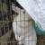 Rabbits for sale 5 thumbnail