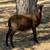 2 ewe lambs 1 thumbnail