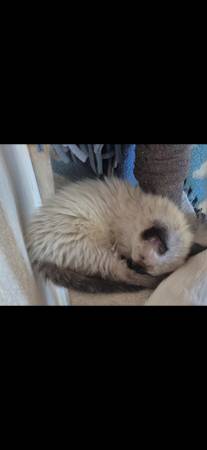 Ragdoll 1