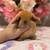 Holland lop 5 thumbnail