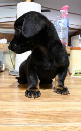 MISSION TEXAS DACHSHUND BLACK AND TAN REHOMING (MISSION TEXAS 956)63149031372035121