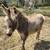 10 month old donkey for sale (intact) standard Jerusalem 2 thumbnail