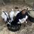 Nigerian Dwarf Bucklings 1 thumbnail