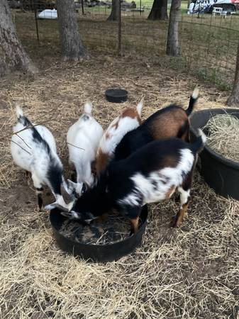 Nigerian Dwarf Bucklings 1