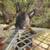 Belgian malinois 1 thumbnail