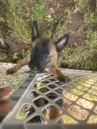 Belgian malinois 1