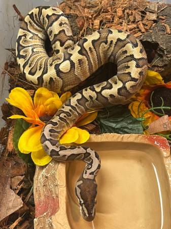 Snake for Sale! Ball Python :) (Kill Devil Hills)562440059592396801