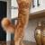 Maine coon 11 thumbnail