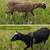 Downsizing flock Shetland and Icelandic breeding stock 14 thumbnail