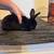 Rabbits 5 thumbnail