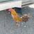Rooster 2 thumbnail