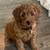 BeautifulMaltipoo 1 thumbnail