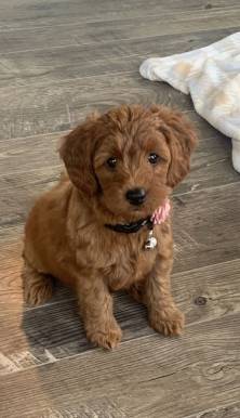 BeautifulMaltipoo 1