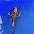 Koi fish 13 thumbnail
