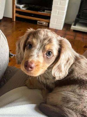GentleDachshundPup 1