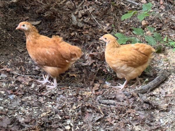 Pullet chickens 1
