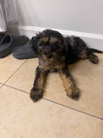 Merle cockapoo (San Diego)