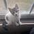 Gatitos 1 thumbnail