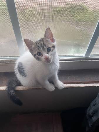 Gatitos 1