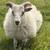 ICELANDIC SHEEP 16 thumbnail