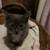 2 beautiful little kittens 2 thumbnail