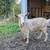Registered Nigerian Dwarf Does 5 thumbnail