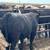 Fed Locker Beef Bulls. 1 thumbnail