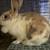 Rabbits! 1 thumbnail
