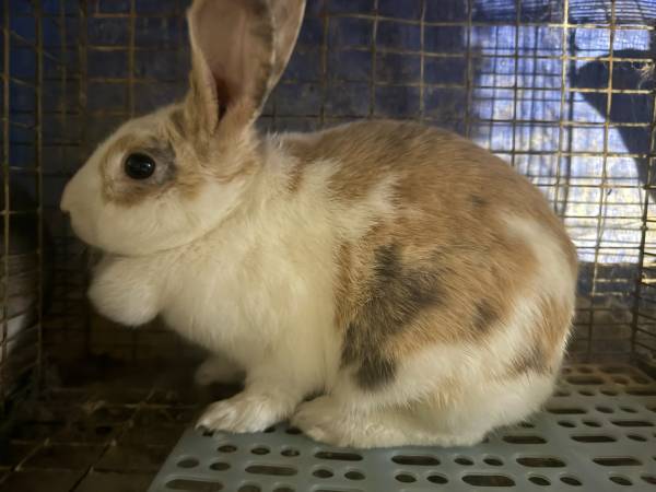Rabbits! 1