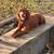 3 amazing dogs need a home 3 thumbnail