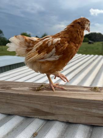 Golden Comet Pullet Chicka 1