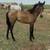 Filly 6 months old 4 thumbnail