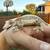 Geckos 24 thumbnail