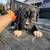 Cane corso 19 thumbnail