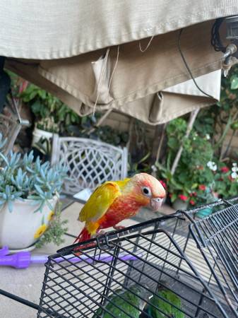 Pineapple conure (yellow factor) 1