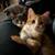 Bonded cats pair 2 thumbnail