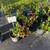 Mandevilla vines 3 thumbnail