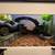 Ball Python and Brazilian Rainbow Boa 9 thumbnail