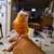 Conures 3 thumbnail