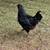 Kind Olive & eastee egger roosters 8 thumbnail
