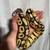 Ball python 2 thumbnail