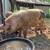 Gloucester Old Spot Boar – 1Year Old | Registered | Great Temperament 1 thumbnail