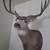 Mule deer mount 1 thumbnail